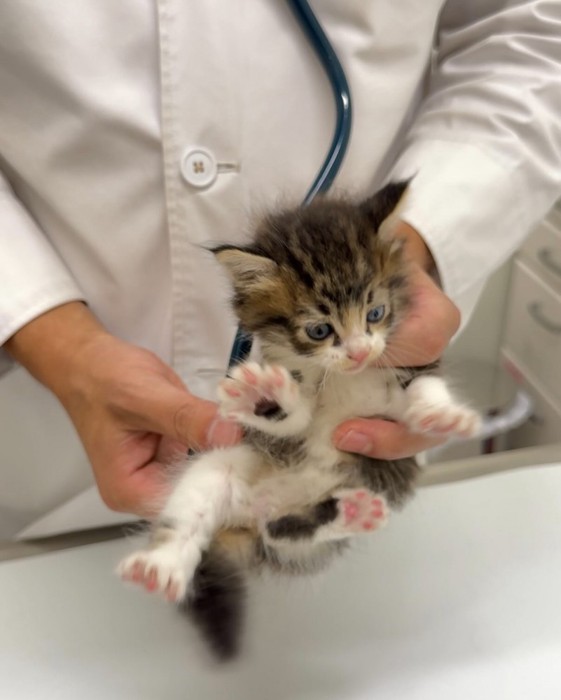 診察を受ける子猫