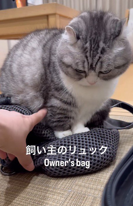 リュックの上に座る猫