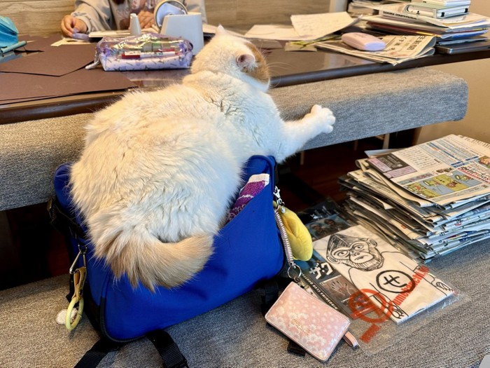 バッグの上に乗る猫
