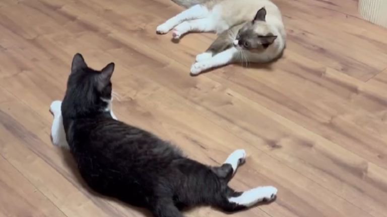 室内にいる猫たち