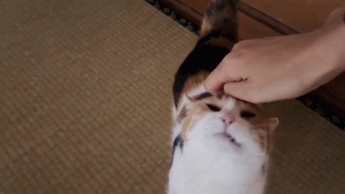パパに頭を撫でてもらう三毛猫
