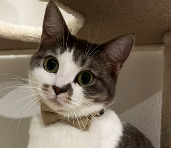 キメ顔をするノリスちゃん