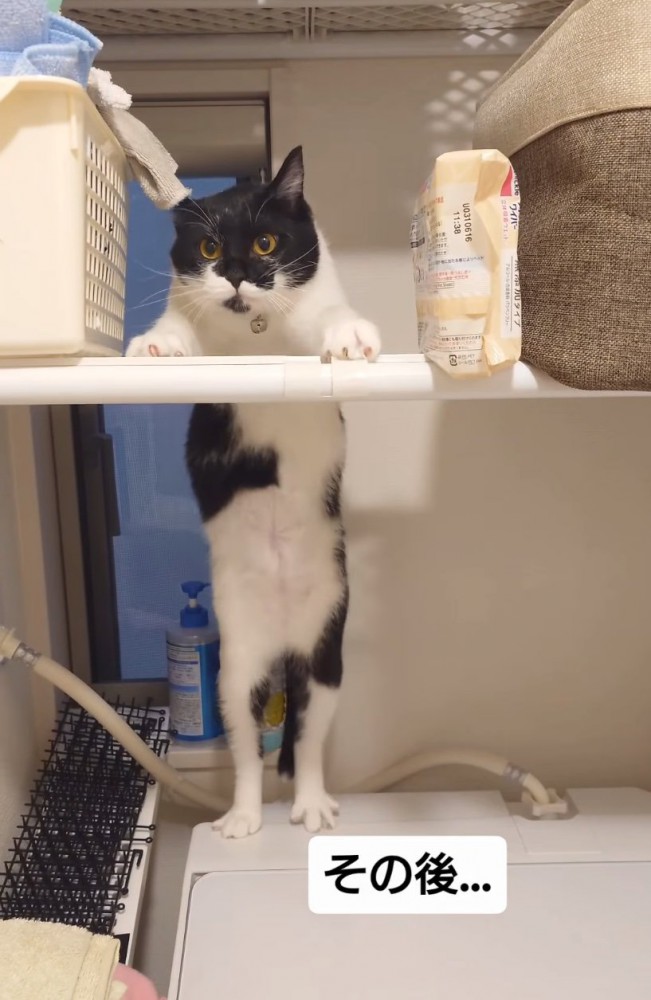 見つめる猫