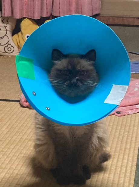 カラーをつけた猫