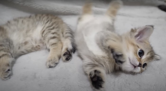 ごろんと転がる子猫