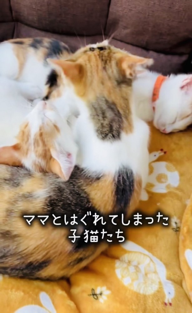眠る3匹の子猫と子猫をグルーミングする三毛猫