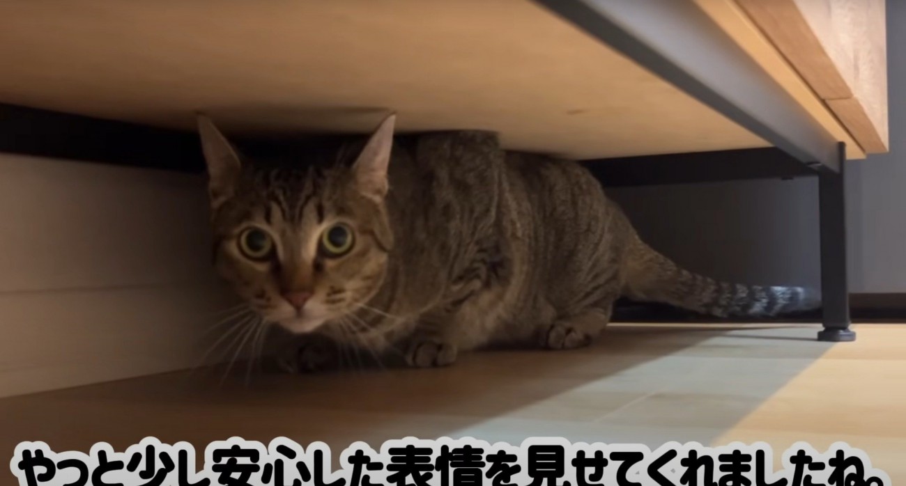 棚の下の猫