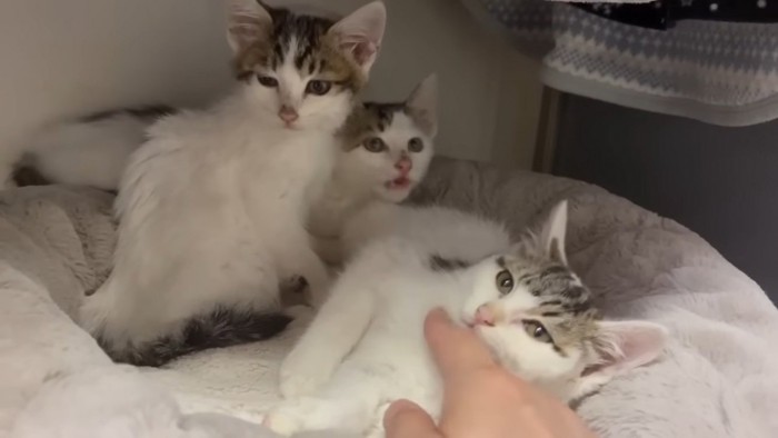 ゴロゴロ喉を鳴らす3匹の子猫