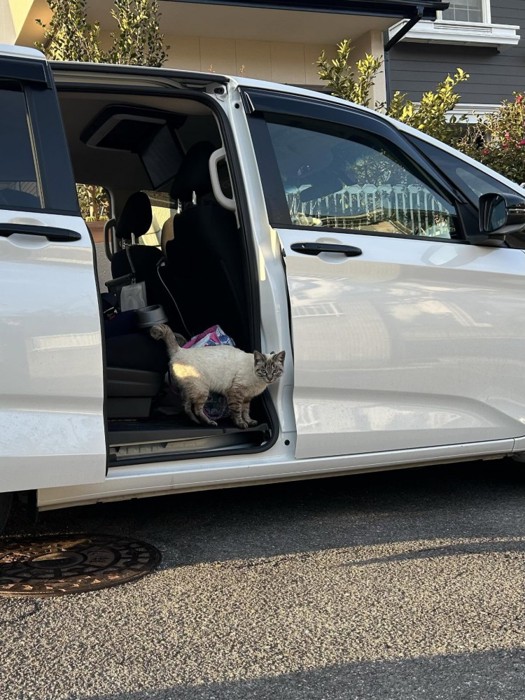車に乗る猫