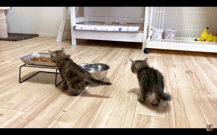 ご飯を食べる子猫