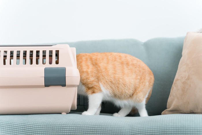 自らキャリーバッグに入ろうとする猫