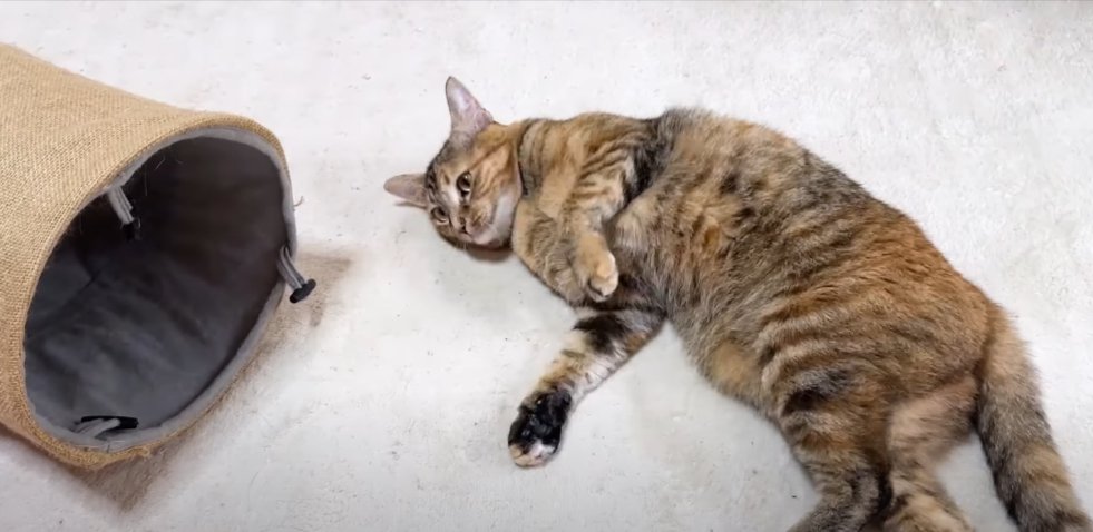 床に寝転がる猫