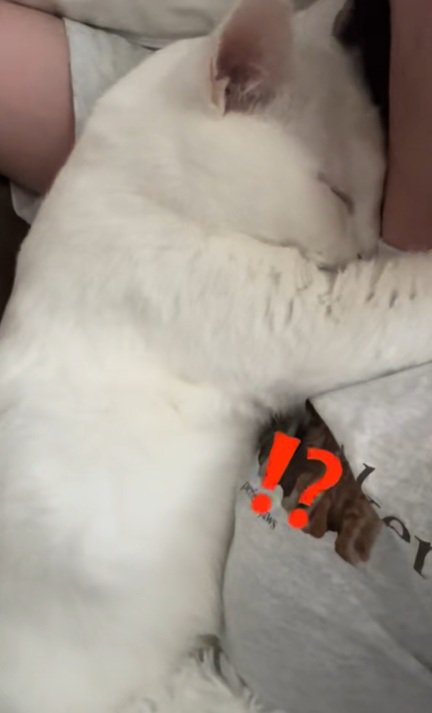 首に手を回す猫