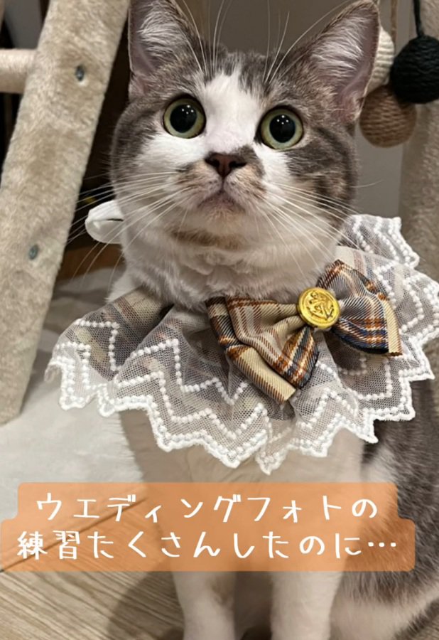 お洋服を着るノリスちゃん