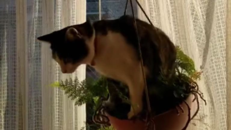 プランターに乗っている猫