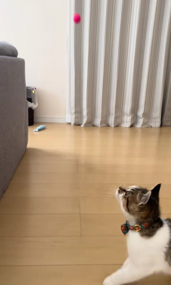 スーパーボールとあきくん