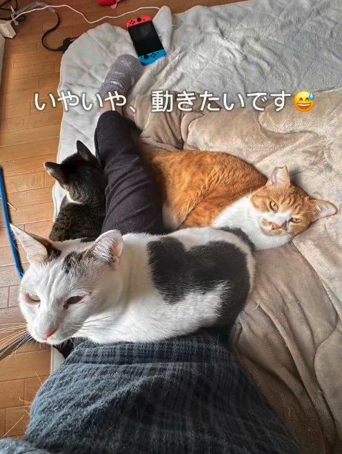 保護主にくっつく3匹の猫