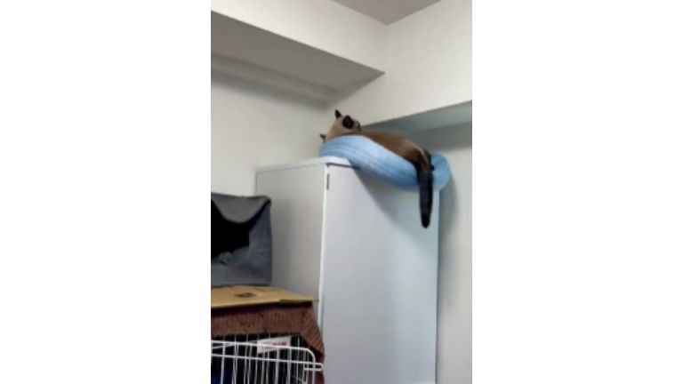 キャビネットの上の猫