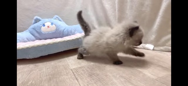 らむねちゃんアップ