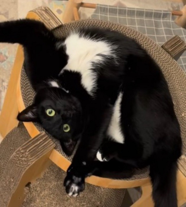 体を折り曲げて足としっぽを伸ばす白黒猫