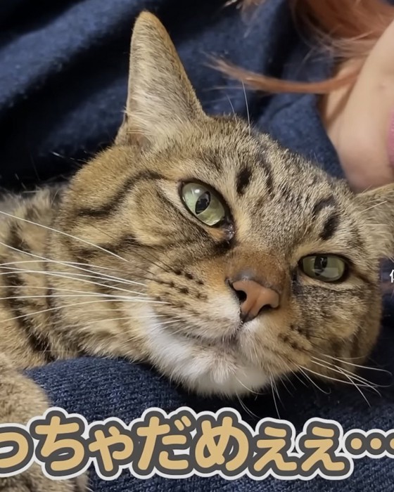 「っちゃだめぇぇ...」のテロップ写真