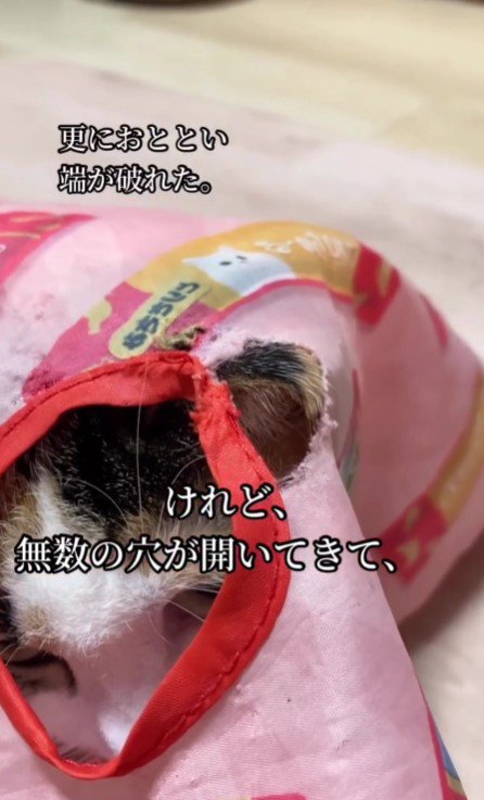 ボロボロのカバーをまとう心福ちゃん