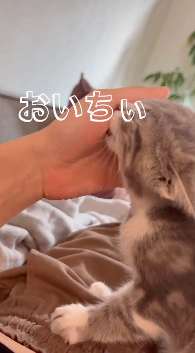 女性の手のひらを舐める子猫