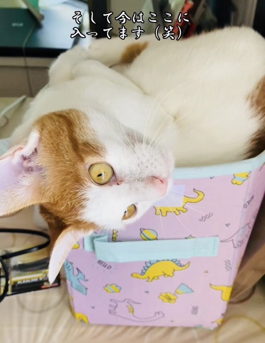 収納ボックスの中に入る茶白猫