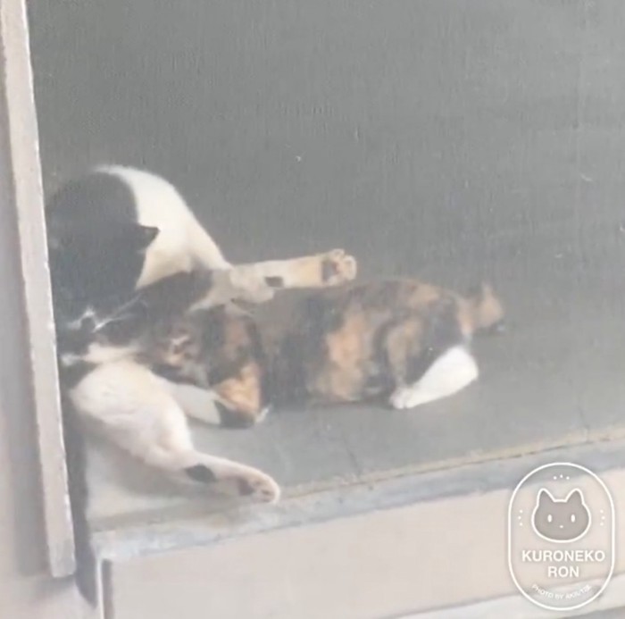 後ろ足を舐める猫