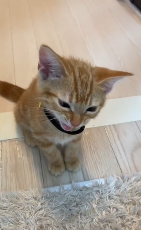 下を向いて鳴いている茶トラの子猫