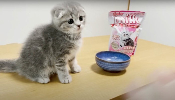 お皿の前に座る子猫