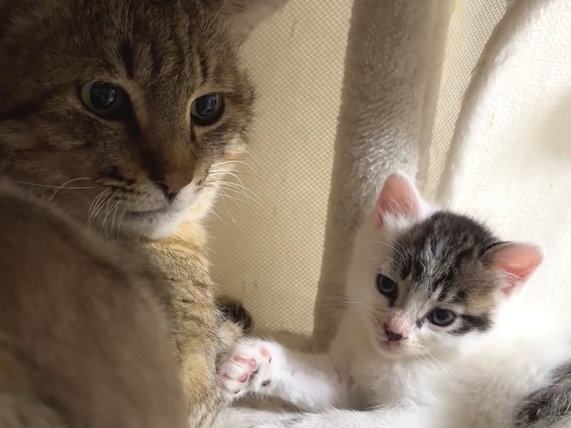 成猫と子猫