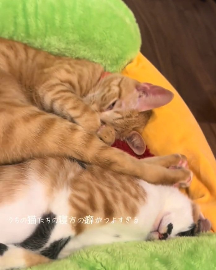 変な寝姿の2匹の猫