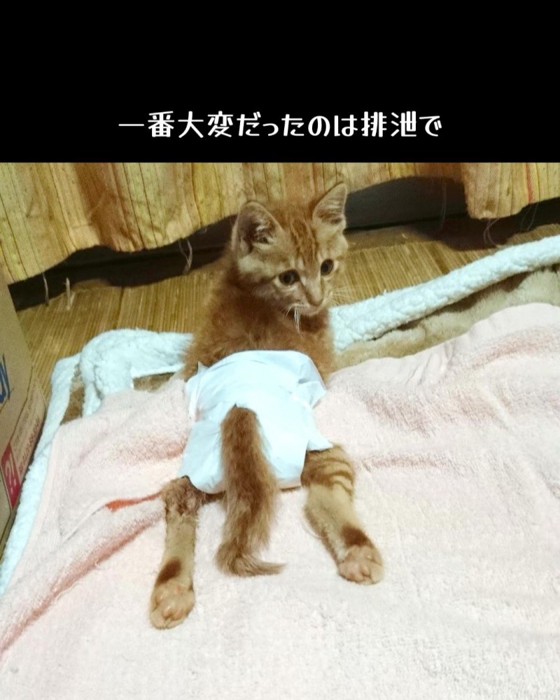 おむつをつけた子猫