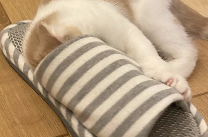 スリッパの入り口に顔を入れる子猫