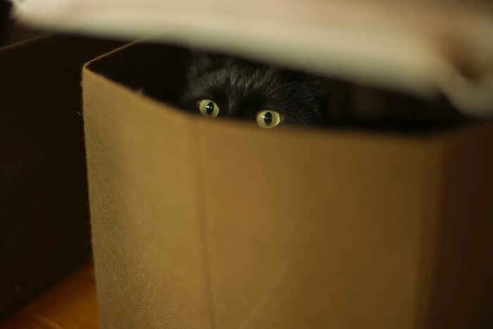 箱に隠れる黒猫