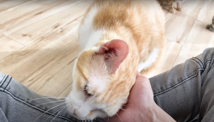 飼い主さんに甘えるむぎくん:子猫達の相手頑張った甲斐があったね