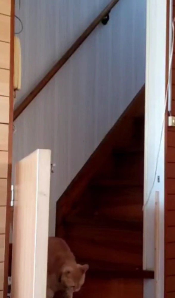 階段にいる猫