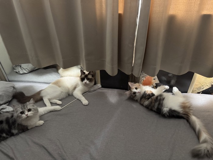 カメラ目線の猫たち