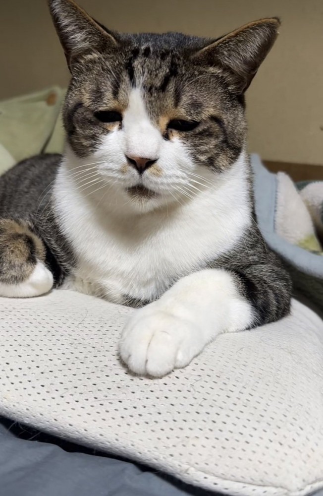 布団の上で眠いのを我慢するキジ白猫