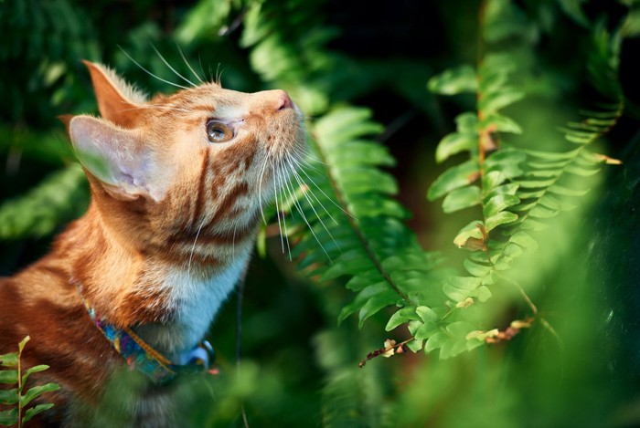 ハンティング中の猫