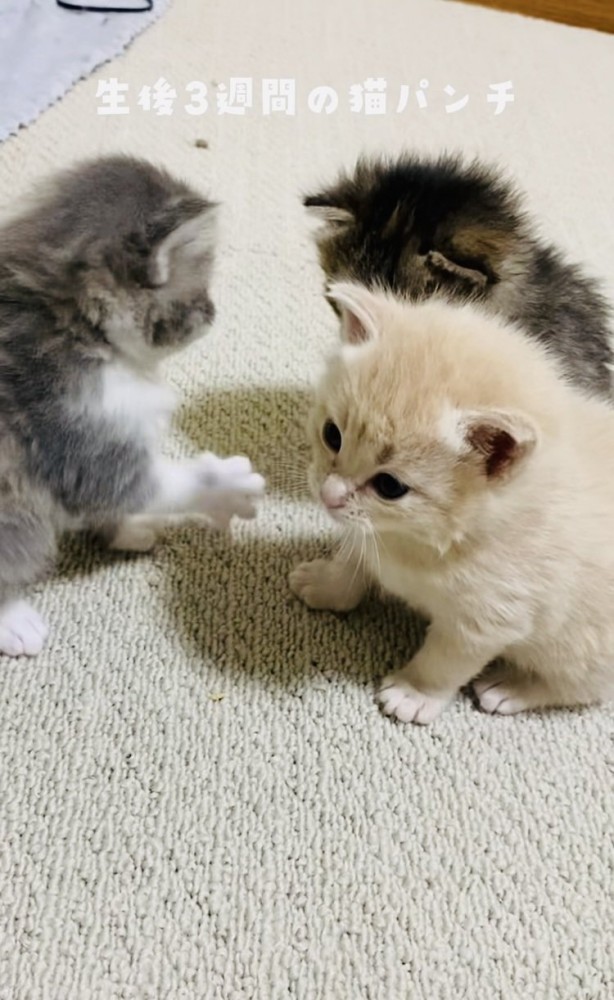 クリーム子猫に猫パンチするグレー子猫とそれを見る焦げ茶子猫