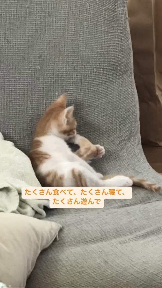 ソファで寝る猫