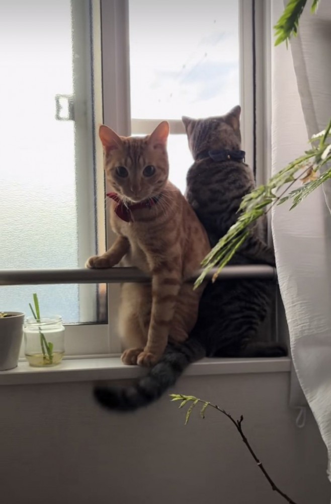 開いた窓のスペースに入るキジトラ猫と茶トラ猫