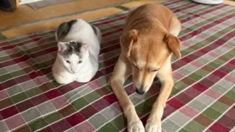 猫と犬