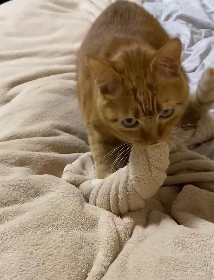 毛布を咥えて捻る猫