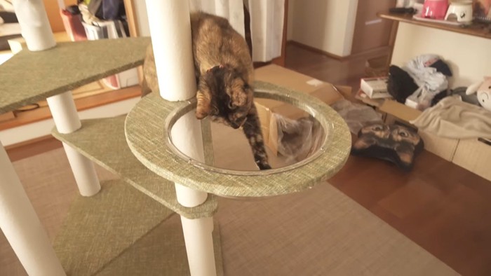 前足を伸ばすたっちゃん