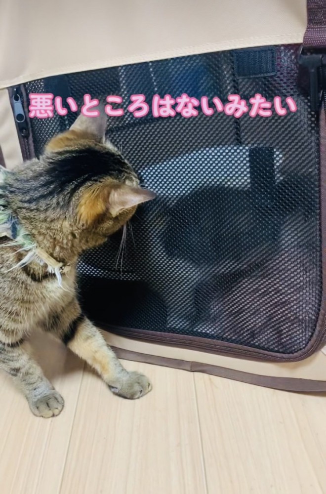 猫用キャリーの中の子猫と子猫の様子を見るキジトラ猫