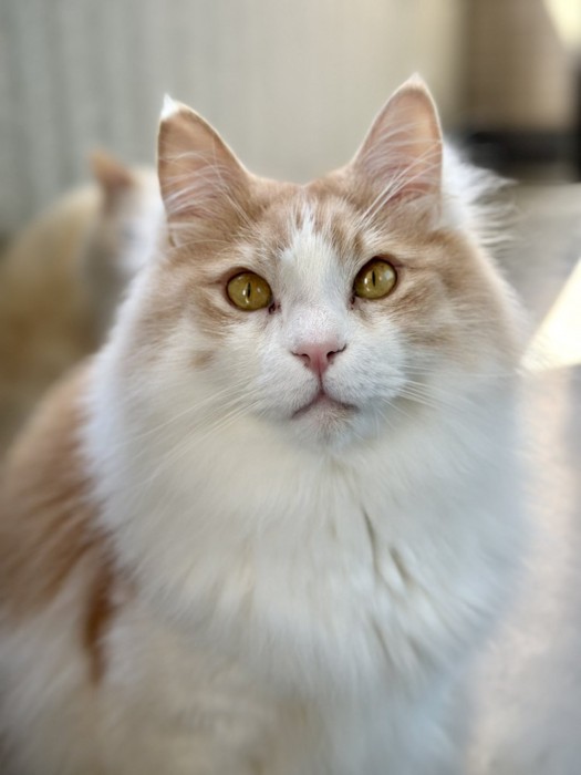 りりしいフーゴ君