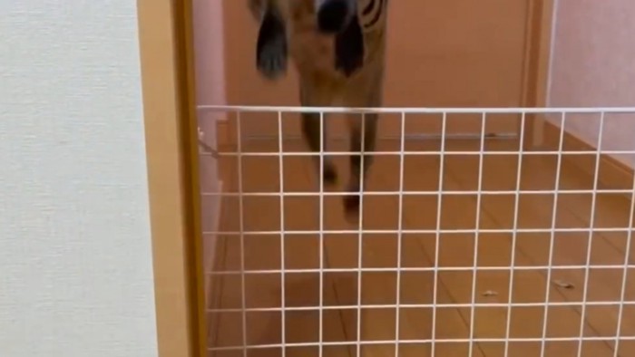 柵を飛び越える母猫